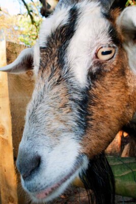 Alter englischer Billy Goat Porträt Foto Bilddruck