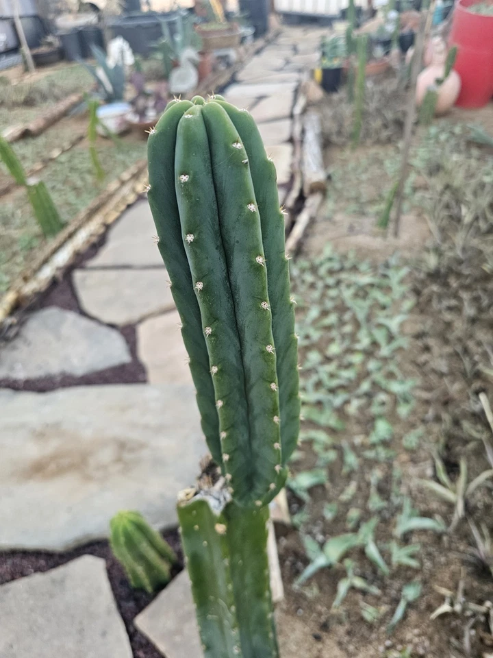 Green Columnar cactus, 10" branch - Image 4 of 4