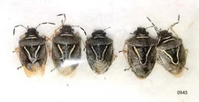 Hemiptera Mormidea lugens 4-6mm MorF A1 or A- from CANADA - 5 pcs - #0945