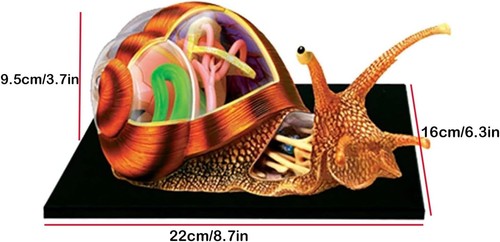 Modelo de Anatomía de Caracoles Visión 4D, Modelo Esqueleto, 32 Cuerpos y Piezas Desmontables - Imagen 4 de 7