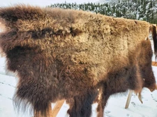 Fresh Tanned Wild Montana Yellowstone Bison Buffalo Robe Blanket Leather Antler