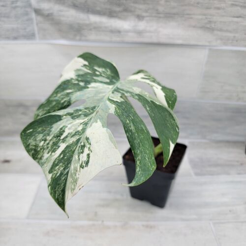 Monstera Albo – Monstera Deliciosa Albo Variegata | Striking Foliage | in 4" Pot - Picture 6 of 10