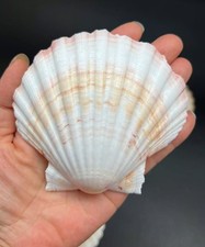 6 PC Large Great Scallop Sea Shells, Irish Baking Shells, 3.5Inch ~ 4 Inches
