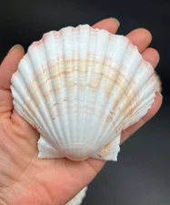 6 PC Large Great Scallop Sea Shells, Irish Baking Shells, 3.5Inch ~ 4 Inches