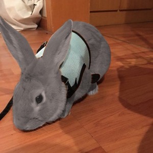 Small-Pet-Guinea-pig-Soft-Stretchy-Harness-Leash-Rabbit-Bunny-Soft-Strap-S-M-L