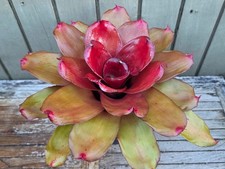 Neoregelia 'Medium Well'  rare bromeliad 6''pot