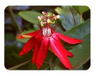 Vine Red Vitifolia Passiflora Passion Fruit