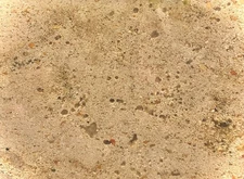 Ultra-Premium Live Reef Sand - Special Culture - One Cup - SUPERIOR BIODIVERSITY