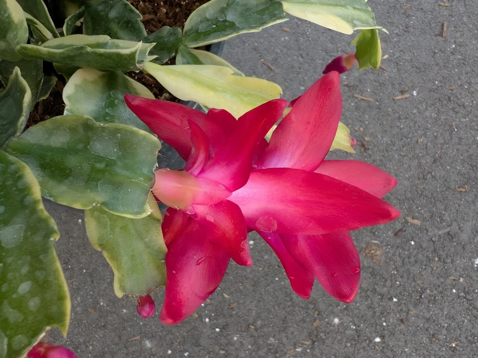 Cactus de Navidad abigarrado | Planta de reliquia enraizada  Foto 4 de 4