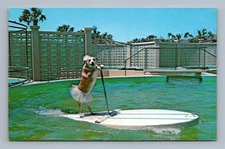 Marineland Fifi dog canine mascot porpoise surfboard ballet 1970s