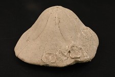 Fossiler Bär Clypeaster Altus Miozän Logudoro Sardinien Italien 714g