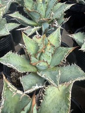 Agave titanota Warthog Succulent Home  Garden Décor Boutique