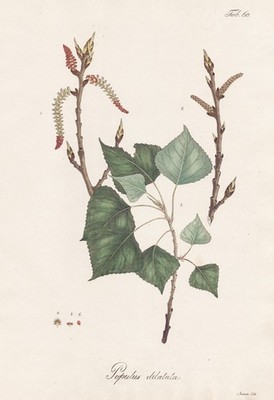Pappel Spitzpappel black poplar Baum tree Botanik botany lithograph 1826
