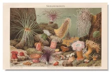 SEA ANEMONES   Antique Print 1890 Original  Sea Anemone Polyps Marine animals