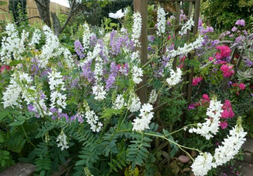 TOUCHWOOD TALL PLANTS SEEDS, many CHOICES unusual, rare, OFFER BUY 6 get 1 free - Picture 56 of 97