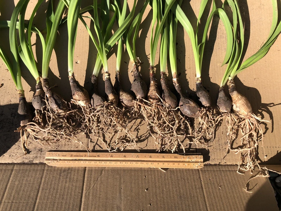 ¡Raro! Hippeastrum multiflorum! ¡Bombilla casi FS! Foto 3 de 3