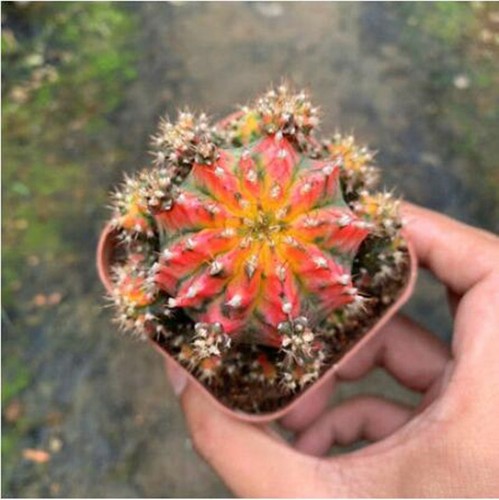 6cm cactus variegated home potted Garden decoration Plants - Picture 2 of 6