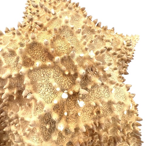 Giant 12” Starfish Real Dried Extra Large Big Ocean Sea Star Decor Specimen - Picture 14 of 19