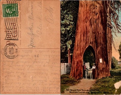 Bicycle Path Through Cedar Tree Between Everett and Snohomish WA Postcard 1916