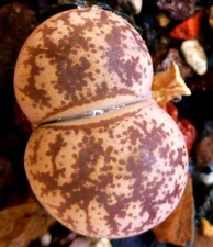 Lithops Coleorum, rare mesembs exotic succulent living stones cactus 100 SEEDS