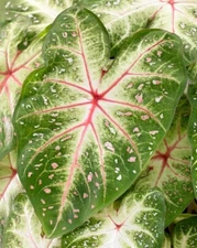 Galaxy Caladium Bulbs for Planting