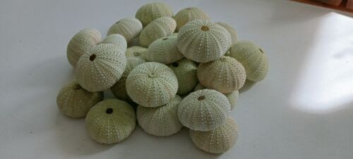 30 beautiful big light green sea urchin shells for Air plant holder from Oporto - Picture 1 of 15