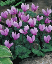 1 oder 5 Garten Alpenveilchen Cyclamen Blumenzwiebeln Winterhart Lieferbar 9.9.