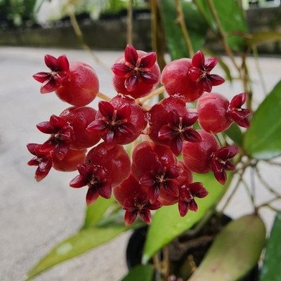 Hoya Scortechinii Red Leaves Rare Plant