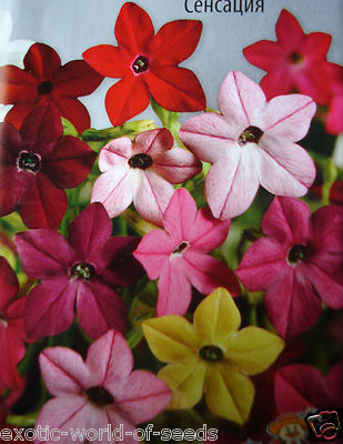 TOBACCO/ NICOTIANA SEEDS MIX YELLOW PINK WHITE RED