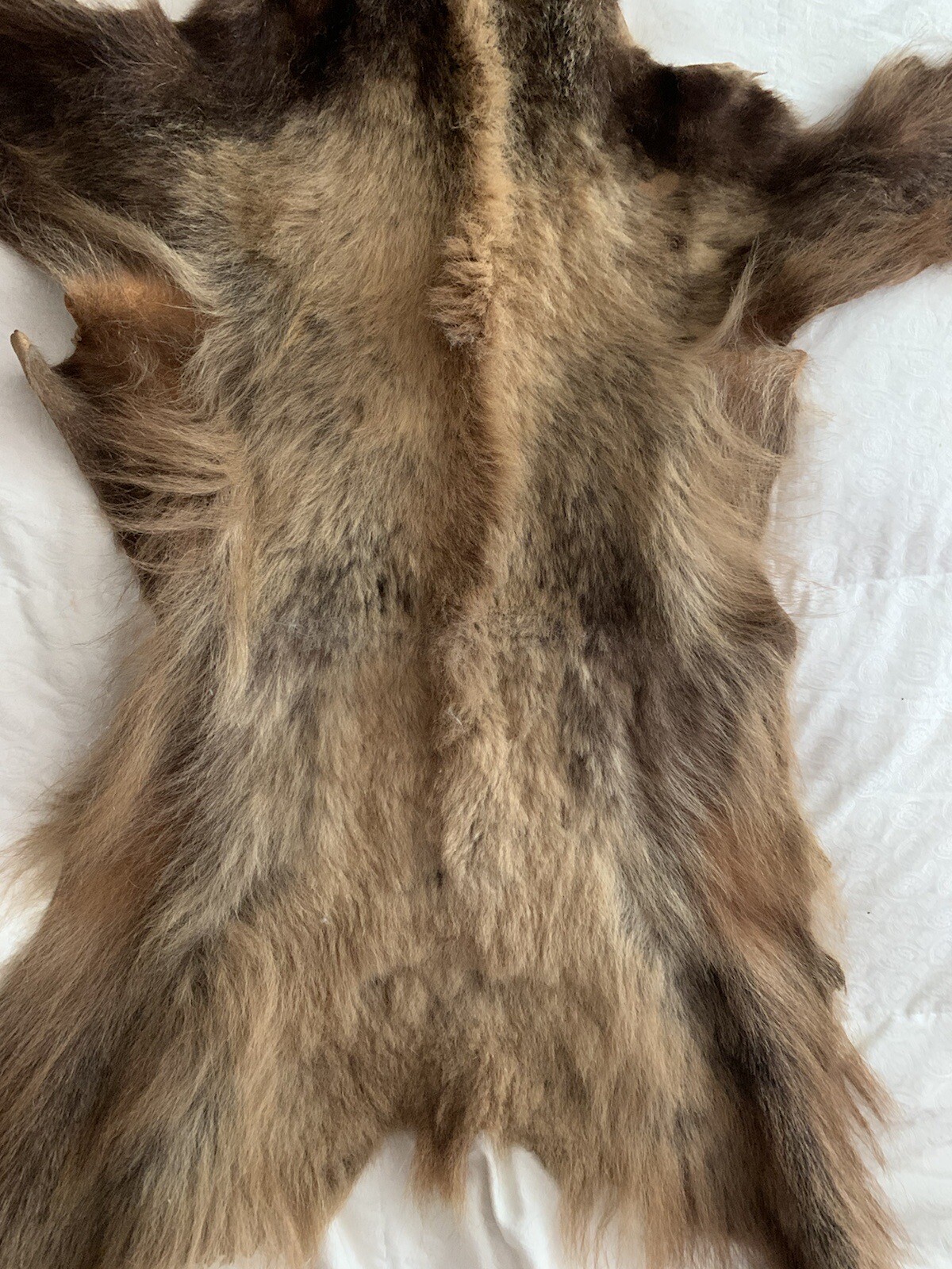 Bearskin Color Phase Hide Pelt Rug eBay