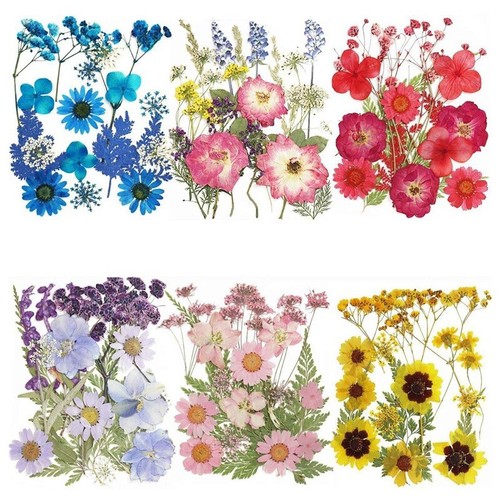 62 Pcs Enseble De Fleurs Séchées Pressées Vraies Fleurs Séchées
