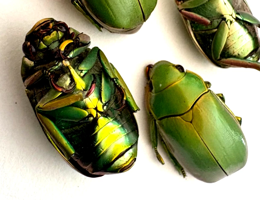 標本 Honduras Chrysina spectabilis 35mm Chrysina Spectabilis