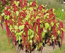 Amaranthus Caudatus Red - 1000 / 5000 / 10000 Seeds - Love Lies Bleeding