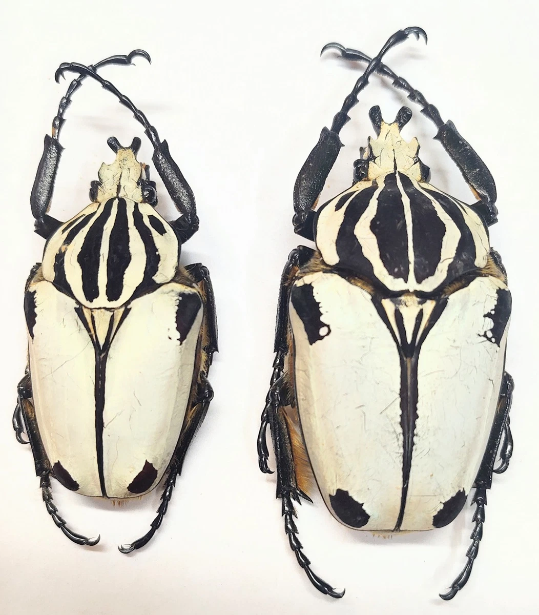 Beetle Collectibles for sale | eBay