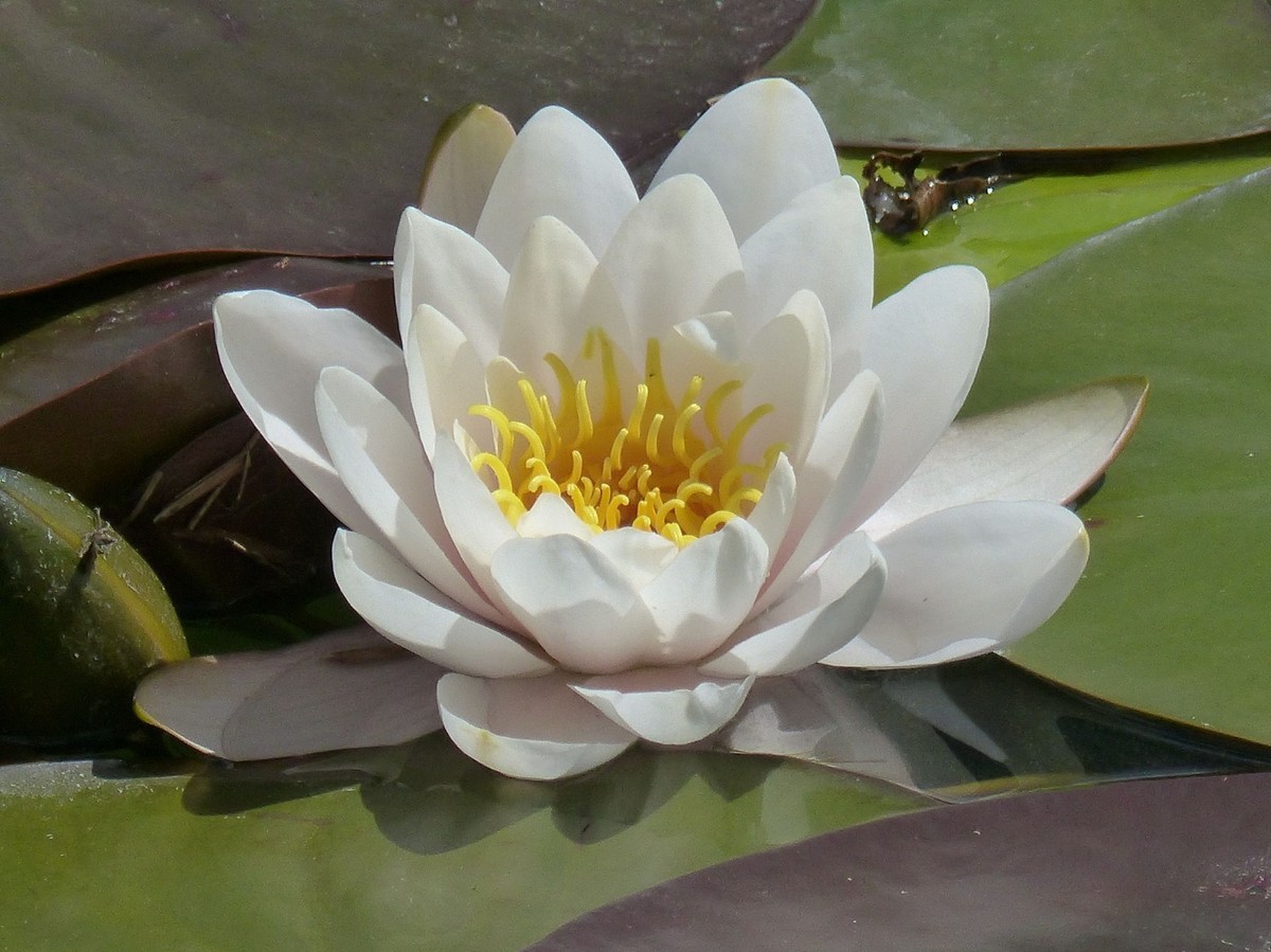 10 Seeds -European White Water Lily- Ponds -Water Features