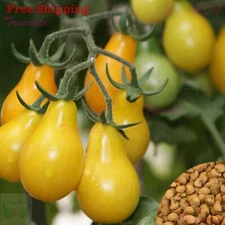 Yellow Pear Tomato Seeds | Cherry Pear Tomato Seeds | Vegetable Seeds