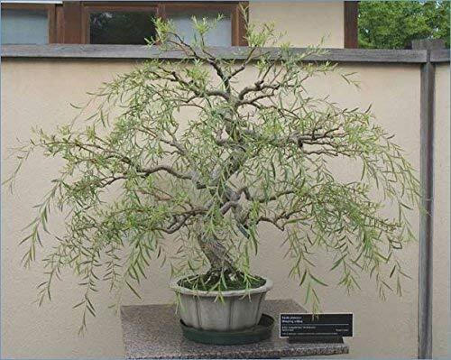 Bonsai Tree Dragon Willow - Thick Trunk Cutting - Indoor/Outdoor Live Bonsai  | eBay