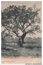CAR-AGXP17-0866-66 - Céret y Le Boulou - Alcornoque llamado Trabucayres