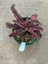 CRYPTANTHUS RUBY BRIGHT RED EARTH STAR BROMELIAD HOUSEPLANT
