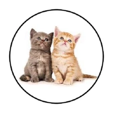 48 Cute Kittens !!!  ENVELOPE SEALS LABELS STICKERS 1.2" ROUND