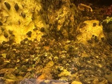    50 Live Bladder Snails   The Ultimate Natural Aquarium Recovery Crew   