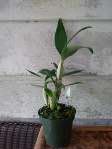 sib spectabile blooming aureum dendrobium orchid