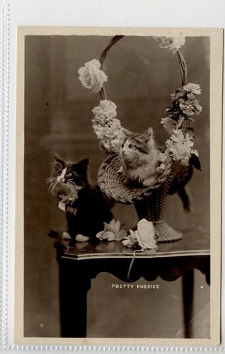 (Gc9488) RPPC, süße Katze, Kätzchen Postkarte, im Korb mit Blumen 1909 - Bild 1 von 4