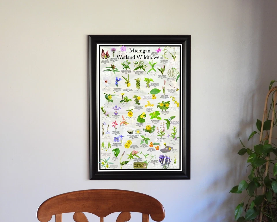 Póster de identificación de flores silvestres de humedales de Michigan/guía de identificación de flores Foto 4 de 4