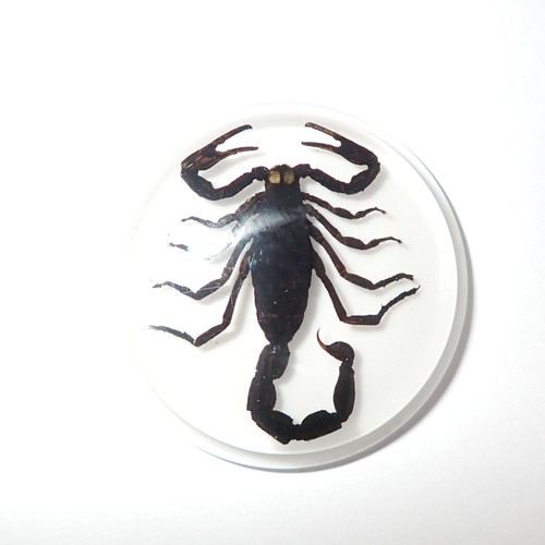 Insect Cabochon Black Scorpion 38.5 mm Round inner 35 mm on White 2 pieces Lot - Picture 12 of 17
