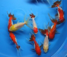 Live Red White Oranda small Goldfish for fish tank, koi pond or aquarium