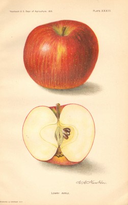 Lowry Apple Kitchen Decor Botanical Usda 1910 Antique Art