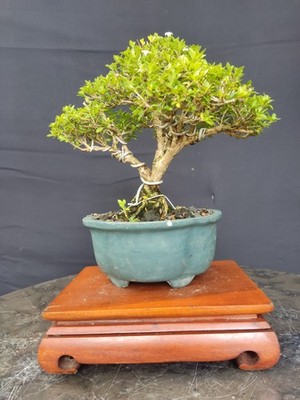 Serissa Fortida Living Tree Bonsai Tree