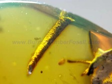 Fósil de ámbar de Burmita - SC6036 cola y garra de lagarto con certificado