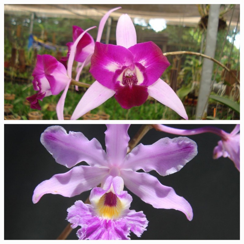Laeliocattleya Carrie Johnson x Myrmecophila humboldtii *NEW HYBRID*
